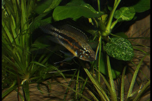 Apistogramma paucisquamis