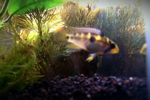 Apistogramma payaminonis