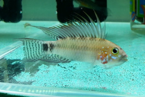 Apistogramma personata