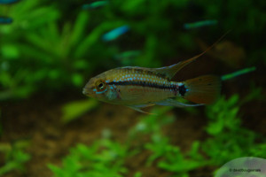 Apistogramma piauiensis