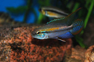 Apistogramma pulchra