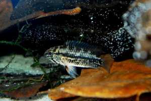 Apistogramma rubrolineata