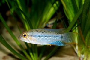 Apistogramma steindachneri