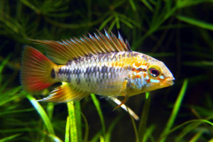 Apistogramma viejita