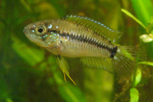 Apistogrammoides pucallpaensis pucallpaensis