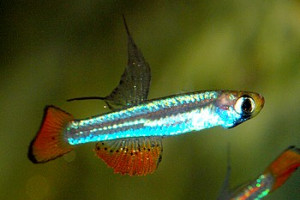 Aplocheilichthys brichardi