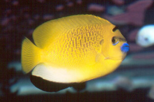 Apolemichthys trimaculatus