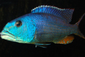 Aristochromis christyi