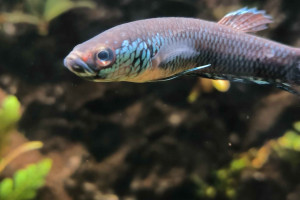 Betta sp. antuta