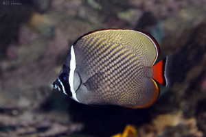 Chaetodon collare