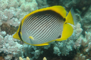 Chaetodon melannotus