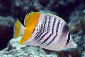 Chaetodon mertensii