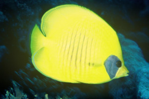 Chaetodon semilarvatus