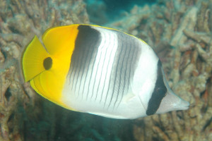 Chaetodon ulietensis