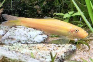 Gyrinocheilus aymonieri