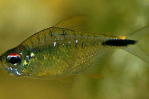 Astyanax leopoldi