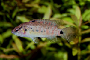 Badis assamensis