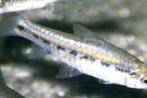 Barbus acutirostris