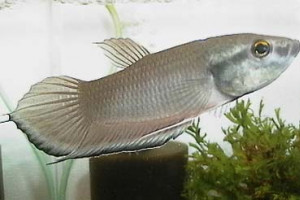 Betta breviobesus