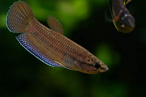 Betta edithae