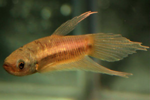 Betta hipposideros