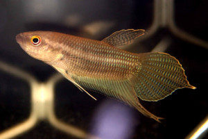 Betta ibanorum