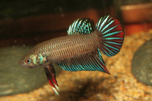 Betta imbellis