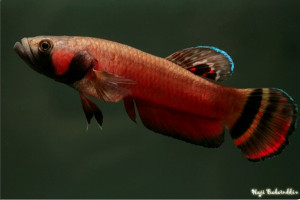 Betta macrostoma