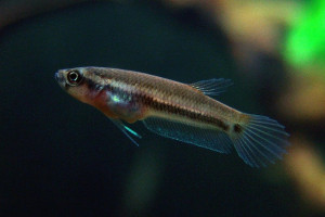 Betta ocellata