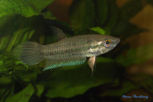 Betta pallida