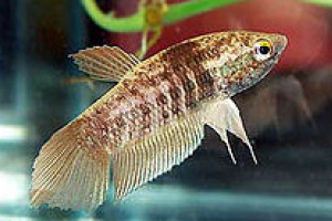 Betta prima