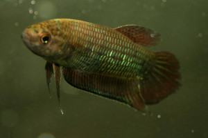 Betta simorum