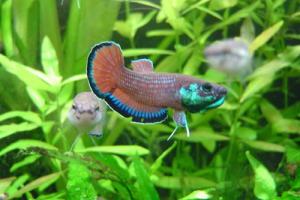 Betta simplex