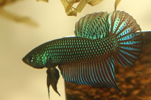 Betta smaragdina