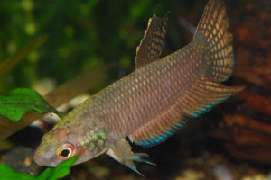 Betta stigmosa