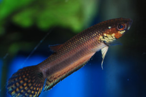 Betta unimaculata