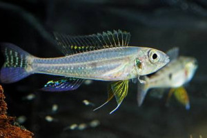 Biotoecus dicentrarchus