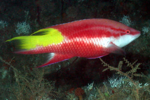 Bodianus pulchellus