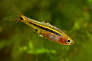 Boraras urophthalmoides