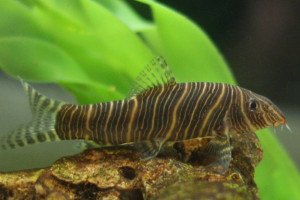 Botia striata