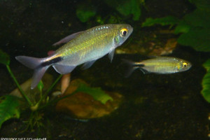 Brycinus longipinnis