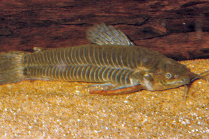 Callichthys callichthys