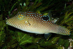 Canthigaster solandri