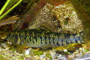 Characidium bimaculatum