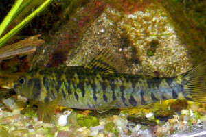 Characidium fasciatum