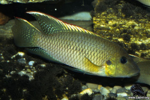 Chromidotilapia kingsleyae