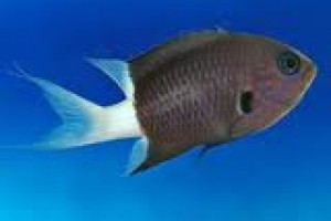 Chromis margaritifer