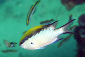 Chromis nitida