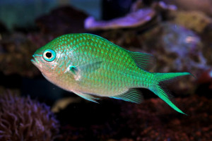 Chromis viridis