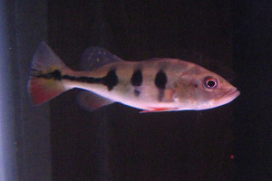 Cichla monoculus